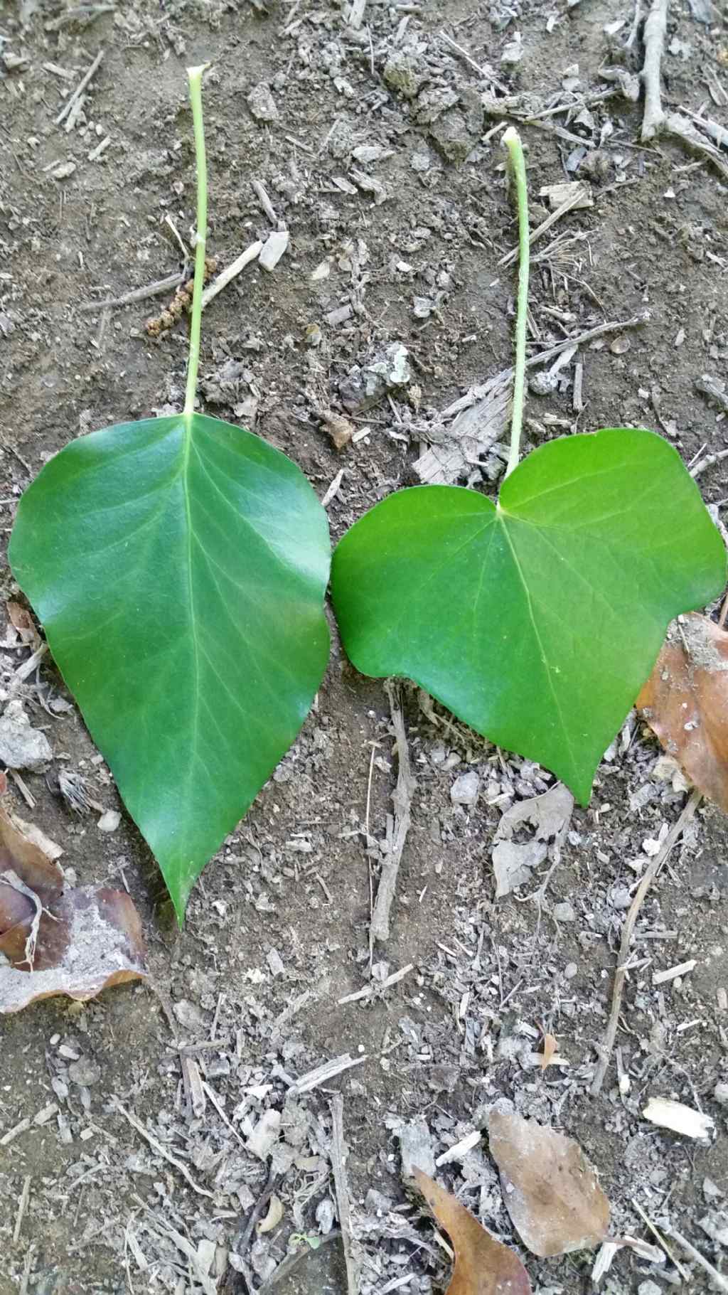 Foglie di edera  (Hedera helix  -  Araliaceae)